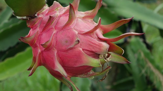 Manfaat Buah Naga