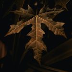 Manfaat Luar Biasa Daun Pepaya