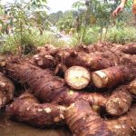 Menanam Harapan Lokal