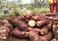 Menanam Harapan Lokal