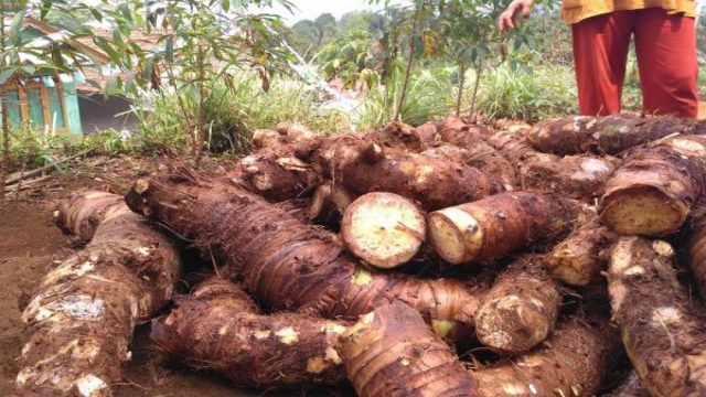 Menanam Harapan Lokal