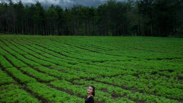 Bukit Jengkoang: Wisata Alam yang Menarik di Indonesia