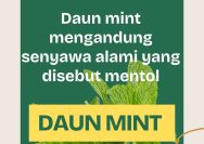Daun Mint
