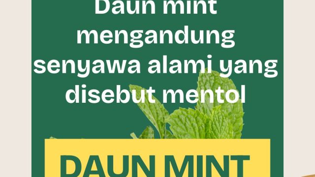 Daun Mint