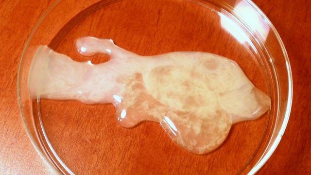 Apakah Sperma Bisa Masuk Saat Cebok? Fakta dan Penjelasan Ilmiah