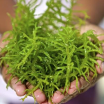 Pigmen Alami dari Rumput Laut