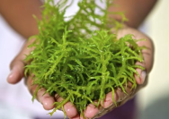 Pigmen Alami dari Rumput Laut