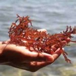Rumput Laut Merah