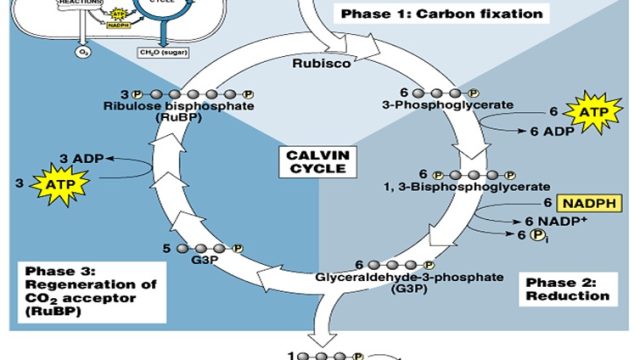 Apa Itu Fiksasi? Pengertian, Jenis, dan Contohnya