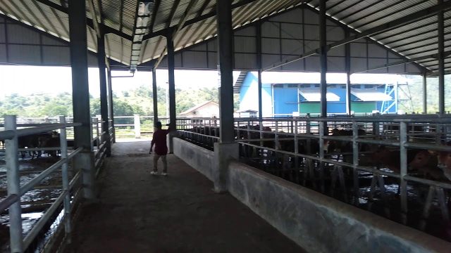 Peternakan ternak sapi dalam bahasa inggris