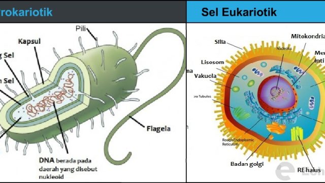 Pengertian dan Contoh Imbuhan Ter dalam Bahasa Indonesia