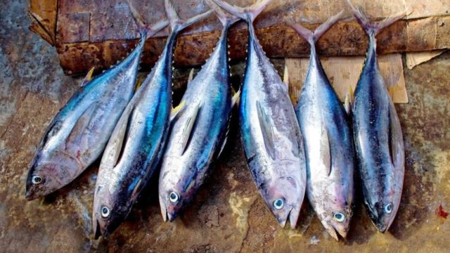 Ikan Laut Segar dan Nutrisi Tinggi untuk Kesehatan Tubuh yang Lebih Baik