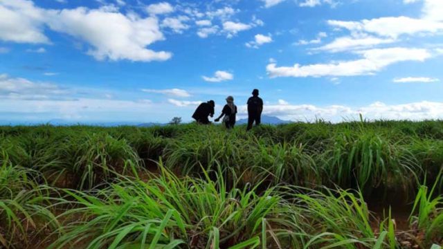 Puncak Bukit Cendana Pesawaran Wisata Alam Tersembunyi Di Lampung
