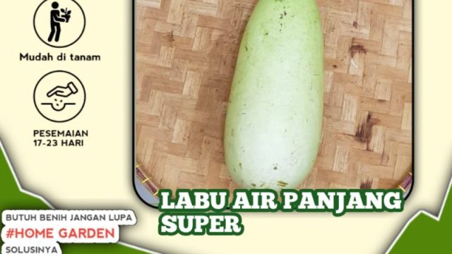 Labu Air: Manfaat Kesehatan dan Cara Memasak yang Lezat