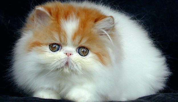 Anggora Wallpaper Kucing Putih Lucu yang Menggemaskan untuk Dekorasi Ruang Favoritmu