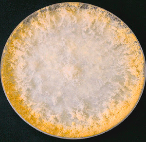 Neurospora Sitophila: Penjelasan Lengkap tentang Jamur Mikroskopis yang Menarik