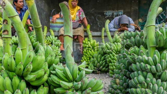 Diskon Pisang Segar Terbaik Hanya Di Sini