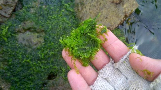 Umpan Ikan Nila Liar yang Susah Makan Ini Bisa Jadi Solusi Praktis!