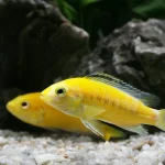 ornamental fish exporter