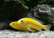 ornamental fish exporter