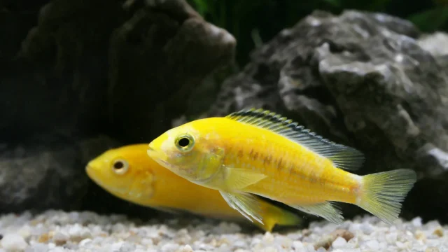 ornamental fish exporter