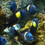 ornamental fish exporter