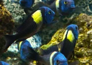 ornamental fish exporter