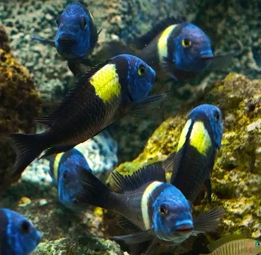 ornamental fish exporter
