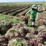 Ilustrasi foto petani yang sedang panen (Sumber: Detikfinance)