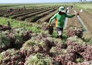 Ilustrasi foto petani yang sedang panen (Sumber: Detikfinance)