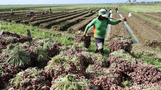 Ilustrasi foto petani yang sedang panen (Sumber: Detikfinance)