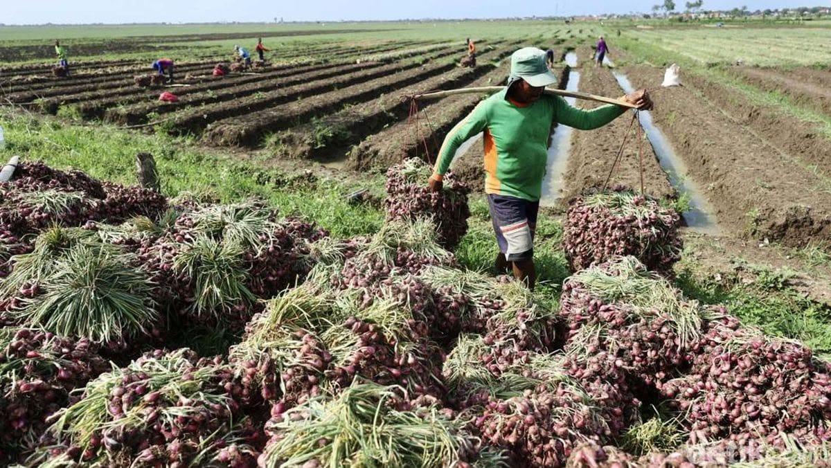 Ilustrasi foto petani yang sedang panen (Sumber: Detikfinance)
